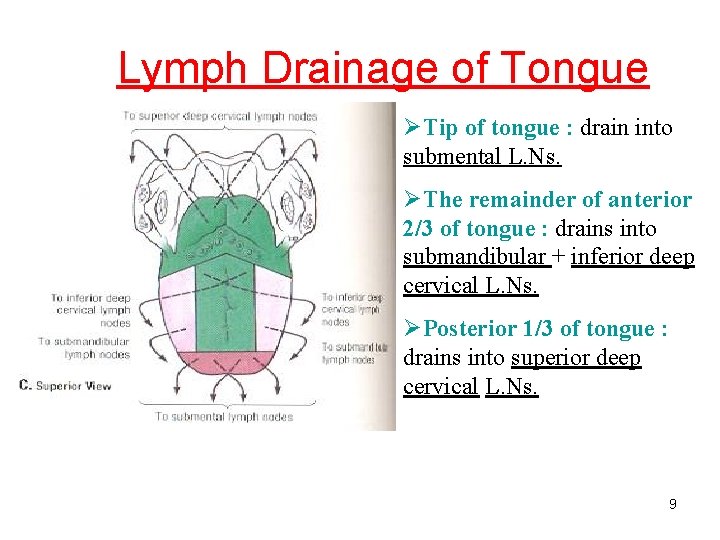 Lymph Drainage of Tongue ØTip of tongue : drain into submental L. Ns. ØThe