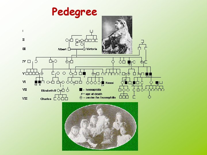 Pedegree 