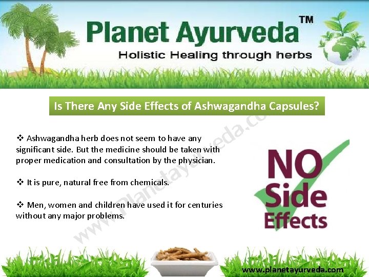 Is There Any Side Effects of Ashwagandha Capsules? v Ashwagandha herb does not seem Is There Any Side Effects of Ashwagandha Capsules? v Ashwagandha herb does not seem