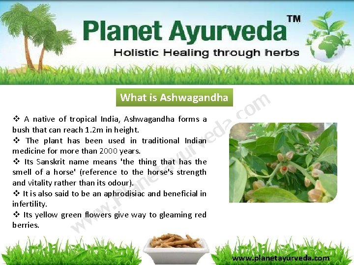 What is Ashwagandha v A native of tropical India, Ashwagandha forms a bush that What is Ashwagandha v A native of tropical India, Ashwagandha forms a bush that