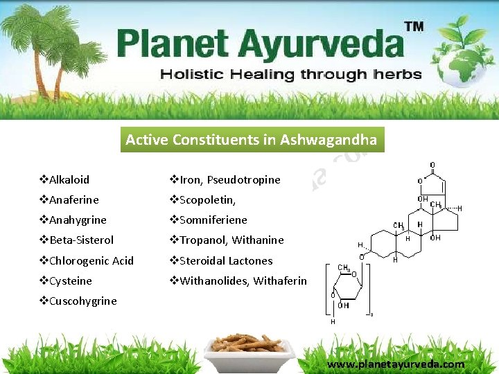 Active Constituents in Ashwagandha v. Alkaloid v. Iron, Pseudotropine v. Anaferine v. Scopoletin, v. Active Constituents in Ashwagandha v. Alkaloid v. Iron, Pseudotropine v. Anaferine v. Scopoletin, v.