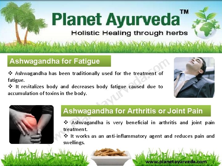 Ashwagandha for Fatigue v Ashwagandha has been traditionally used for the treatment of fatigue. Ashwagandha for Fatigue v Ashwagandha has been traditionally used for the treatment of fatigue.