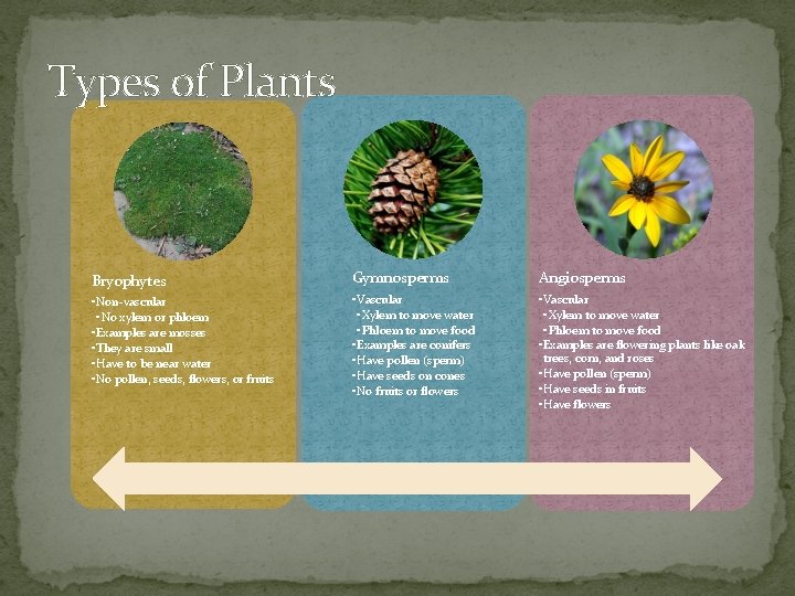 Types of Plants Bryophytes Gymnosperms Angiosperms • Non-vascular • No xylem or phloem •