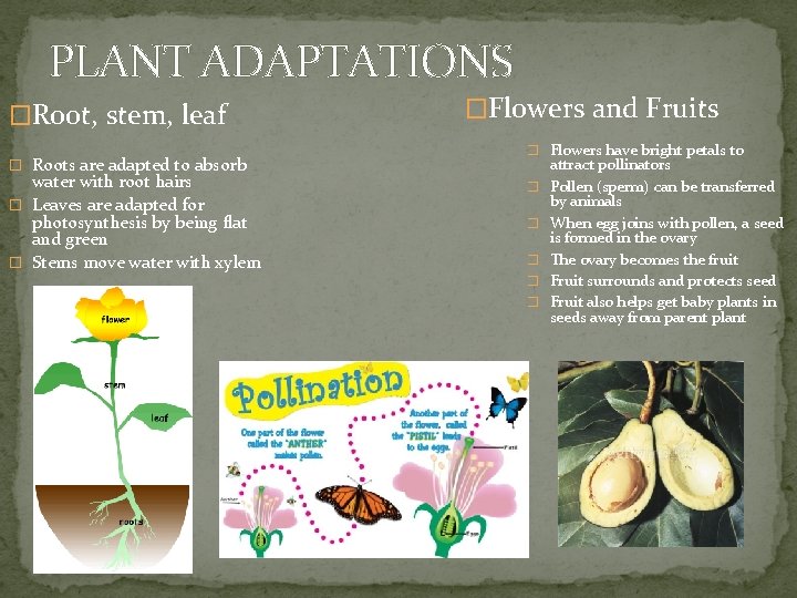 PLANT ADAPTATIONS �Root, stem, leaf � Roots are adapted to absorb water with root