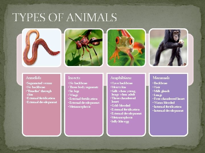 TYPES OF ANIMALS Annelids Insects Amphibians Mammals • Segmented worms • No backbone •