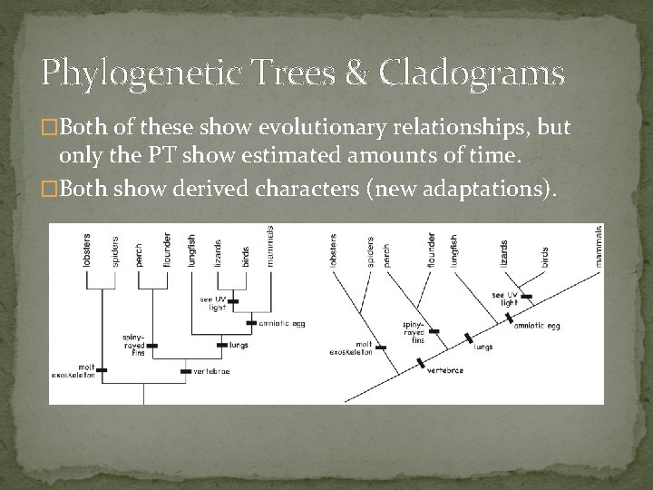 Phylogenetic Trees & Cladograms �Both of these show evolutionary relationships, but only the PT