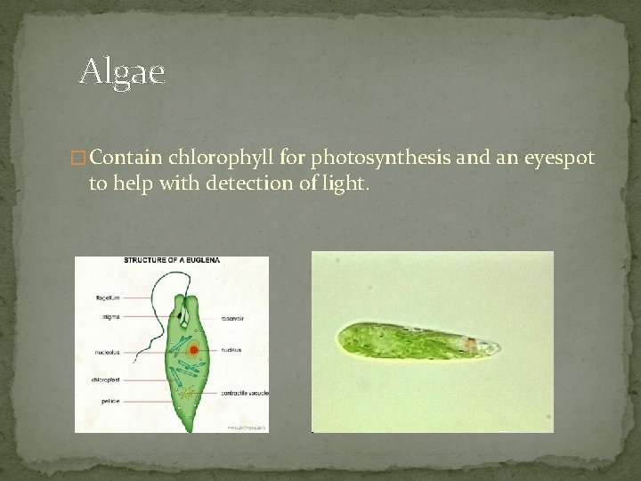 Algae � Contain chlorophyll for photosynthesis and an eyespot to help with detection of