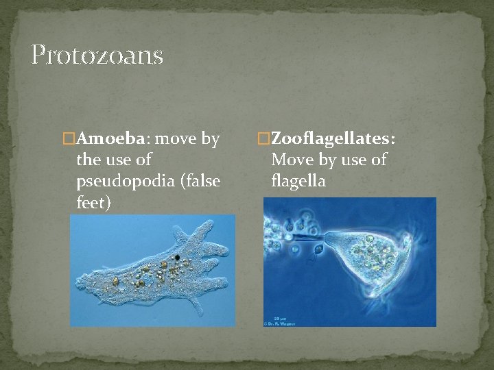 Protozoans �Amoeba: move by the use of pseudopodia (false feet) �Zooflagellates: Move by use