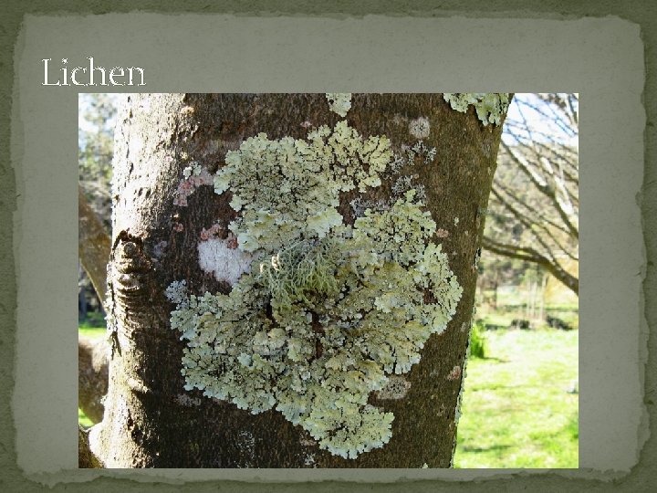 Lichen 