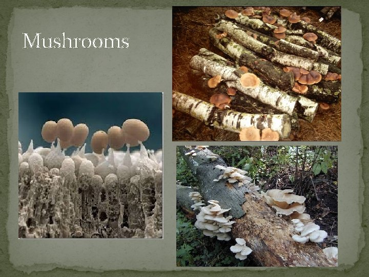 Mushrooms 