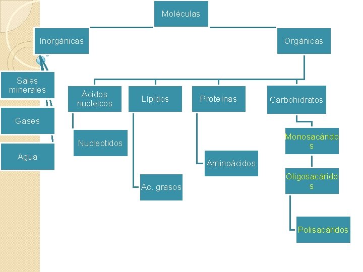 Moléculas Inorgánicas Sales minerales Ácidos nucleicos Orgánicas Lípidos Proteínas Carbohidratos Gases Monosacárido s Nucleotidos