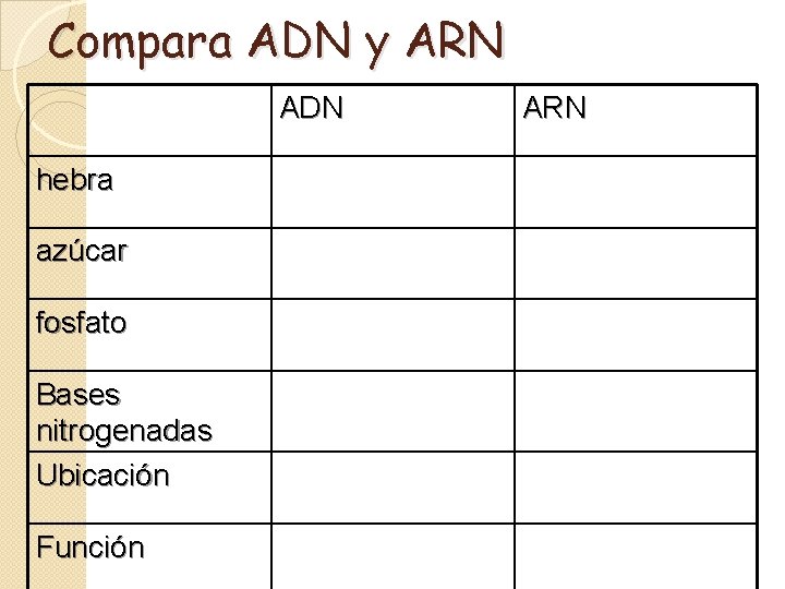 Compara ADN y ARN ADN hebra azúcar fosfato Bases nitrogenadas Ubicación Función ARN 