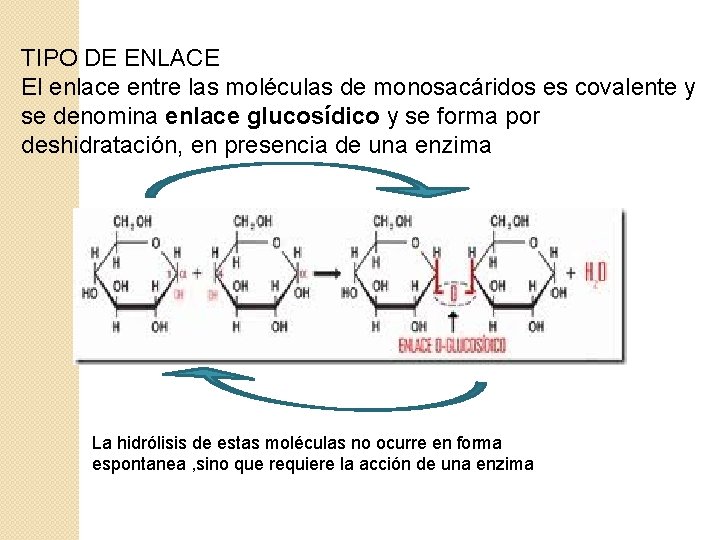 TIPO DE ENLACE El enlace entre las moléculas de monosacáridos es covalente y se