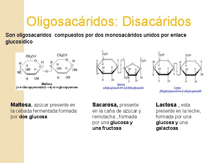 Oligosacáridos: Disacáridos Son oligosacaridos compuestos por dos monosacáridos unidos por enlace glucosídico Maltosa, azúcar