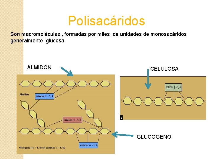 Polisacáridos Son macromoléculas , formadas por miles de unidades de monosacáridos generalmente glucosa. ALMIDON