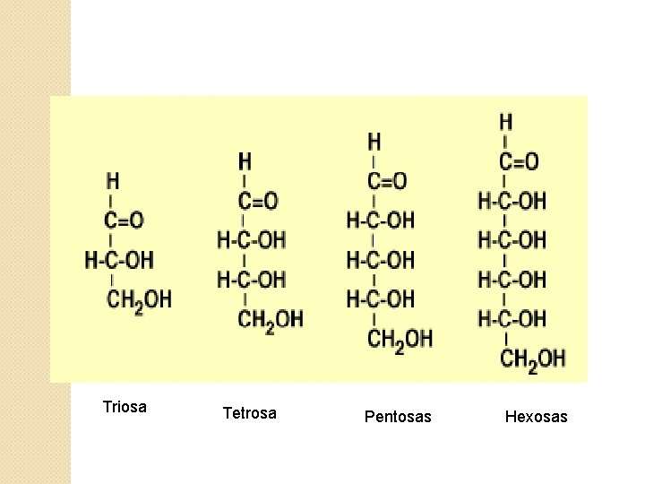 Triosa Tetrosa Pentosas Hexosas 