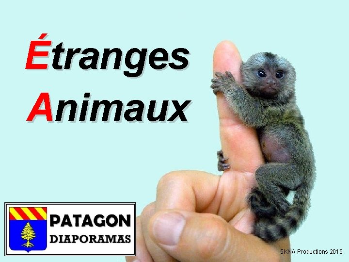 Étranges Animaux 5 KNA Productions 2015 