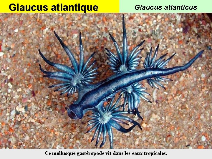 Glaucus atlantique Glaucus atlanticus Ce mollusque gastéropode vit dans les eaux tropicales. 