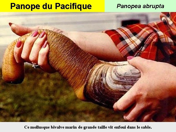 Panope du Pacifique Panopea abrupta Ce mollusque bivalve marin de grande taille vit enfoui