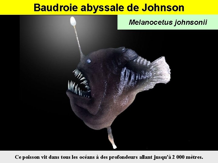 Baudroie abyssale de Johnson Melanocetus johnsonii Ce poisson vit dans tous les océans à