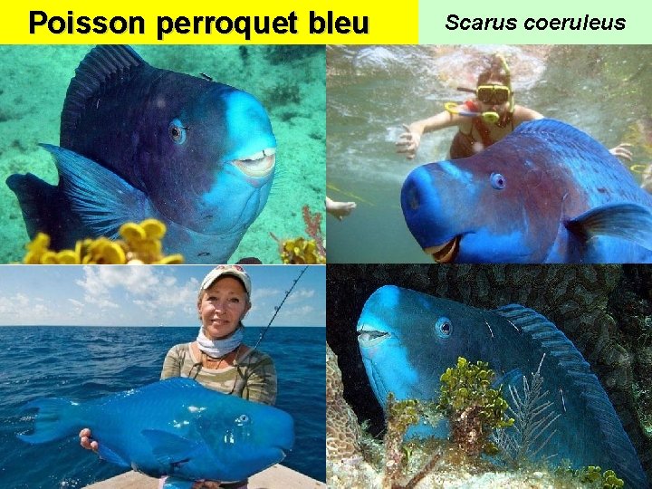 Poisson perroquet bleu Scarus coeruleus 