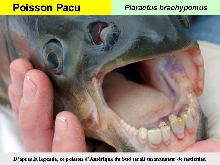 Poisson Pacu Piaractus brachypomus D’après la légende, ce poisson d’Amérique du Sud serait un