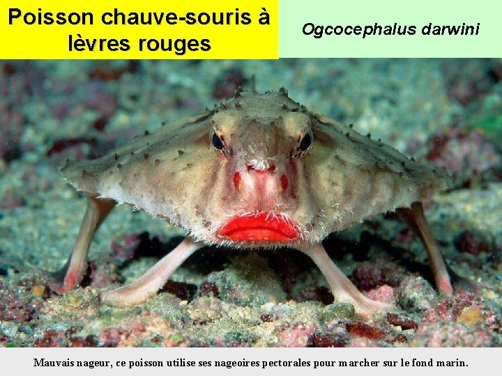 Poisson chauve-souris à lèvres rouges Ogcocephalus darwini Mauvais nageur, ce poisson utilise ses nageoires