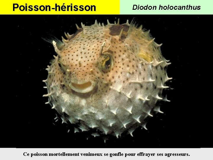 Poisson-hérisson Diodon holocanthus Ce poisson mortellement venimeux se gonfle pour effrayer ses agresseurs. 