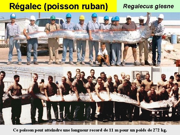 Régalec (poisson ruban) Regalecus glesne Ce poisson peut atteindre une longueur record de 11