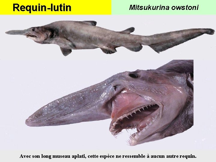 Requin-lutin Mitsukurina owstoni Avec son long museau aplati, cette espèce ne ressemble à aucun