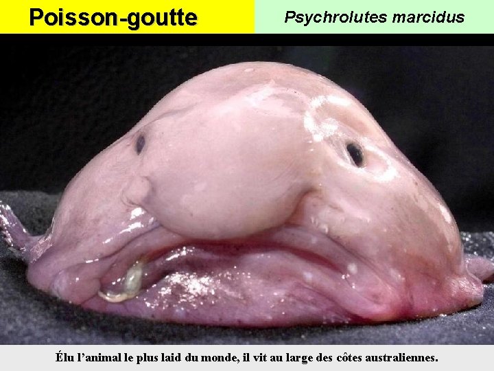 Poisson-goutte Psychrolutes marcidus Élu l’animal le plus laid du monde, il vit au large