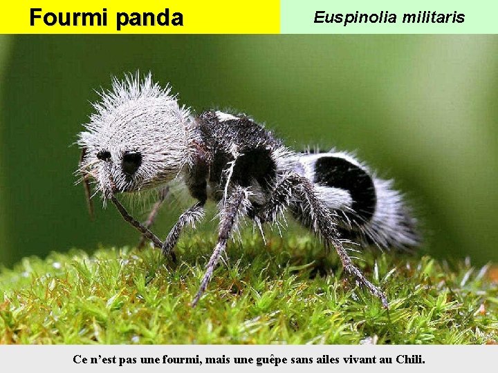 Fourmi panda Euspinolia militaris Ce n’est pas une fourmi, mais une guêpe sans ailes