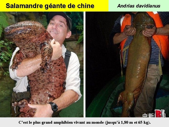 Salamandre géante de chine Andrias davidianus C’est le plus grand amphibien vivant au monde