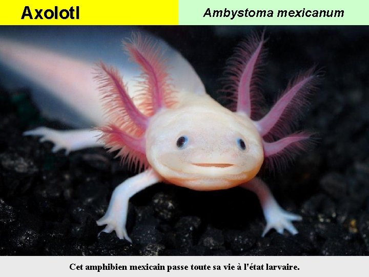 Axolotl Ambystoma mexicanum Cet amphibien mexicain passe toute sa vie à l'état larvaire. 