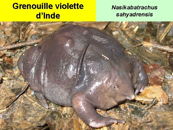 Grenouille violette d’Inde Nasikabatrachus sahyadrensis 