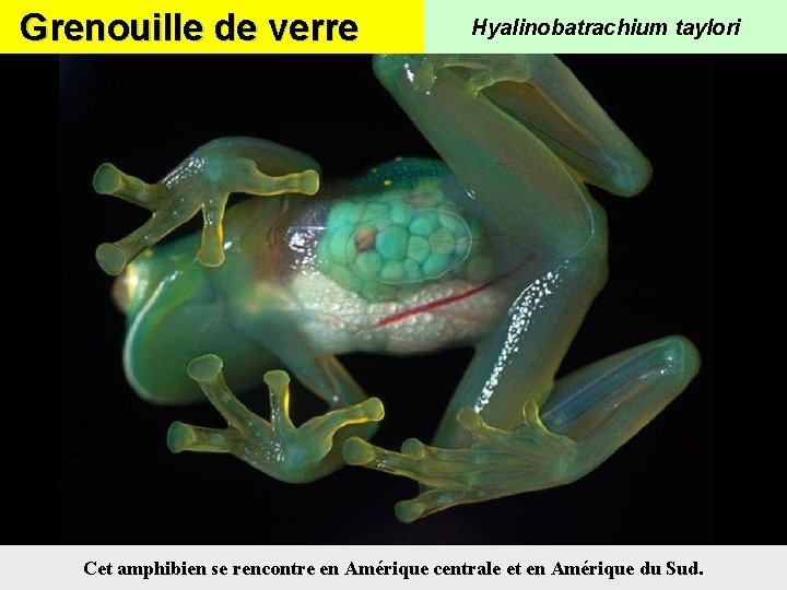 Grenouille de verre Hyalinobatrachium taylori Cet amphibien se rencontre en Amérique centrale et en