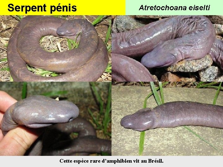 Serpent pénis Atretochoana eiselti Cette espèce rare d’amphibien vit au Brésil. 
