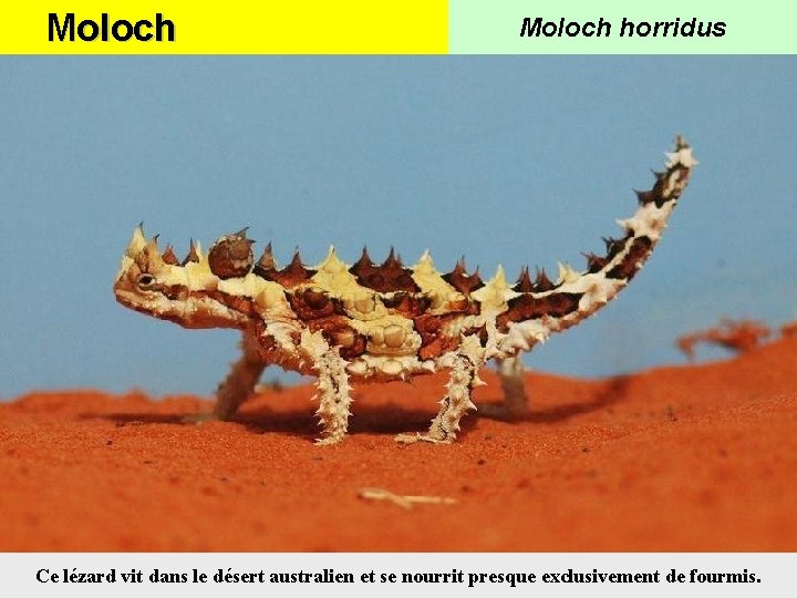 Moloch horridus Ce lézard vit dans le désert australien et se nourrit presque exclusivement