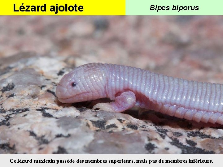 Lézard ajolote Bipes biporus Ce lézard mexicain possède des membres supérieurs, mais pas de