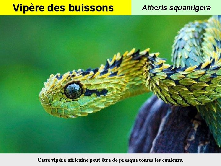 Vipère des buissons Atheris squamigera Cette vipère africaine peut être de presque toutes les