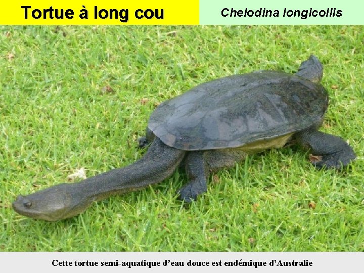 Tortue à long cou Chelodina longicollis Cette tortue semi-aquatique d’eau douce est endémique d'Australie