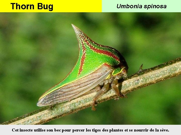 Thorn Bug Umbonia spinosa Cet insecte utilise son bec pour percer les tiges des