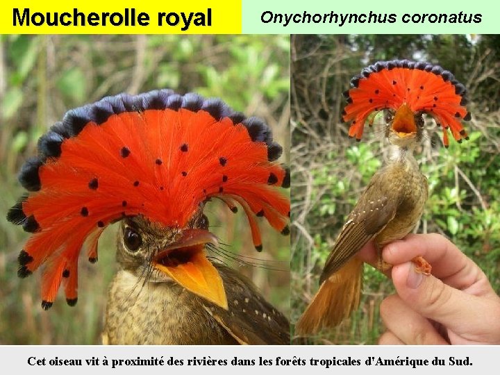 Moucherolle royal Onychorhynchus coronatus Cet oiseau vit à proximité des rivières dans les forêts