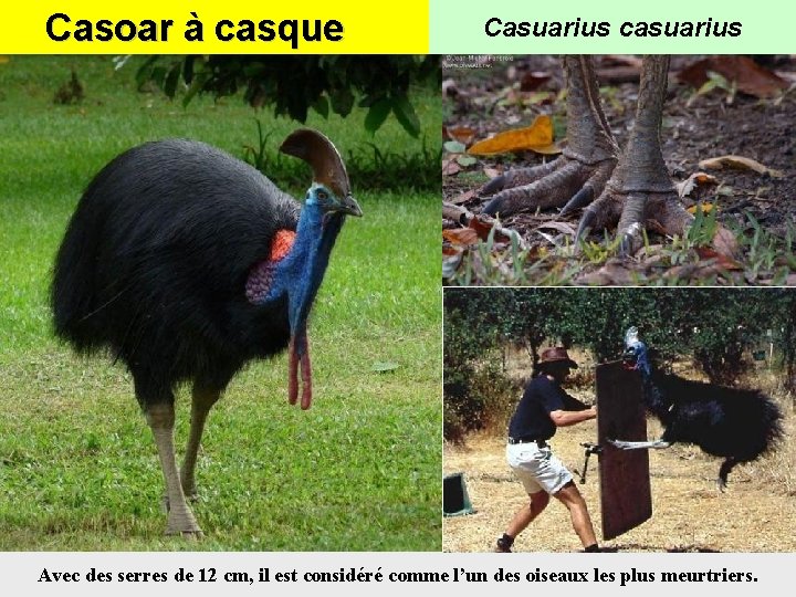 Casoar à casque Casuarius casuarius Avec des serres de 12 cm, il est considéré