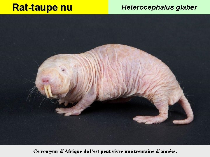 Rat-taupe nu Heterocephalus glaber Ce rongeur d’Afrique de l’est peut vivre une trentaine d’années.
