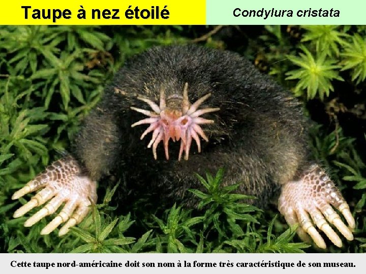 Taupe à nez étoilé Condylura cristata Cette taupe nord-américaine doit son nom à la