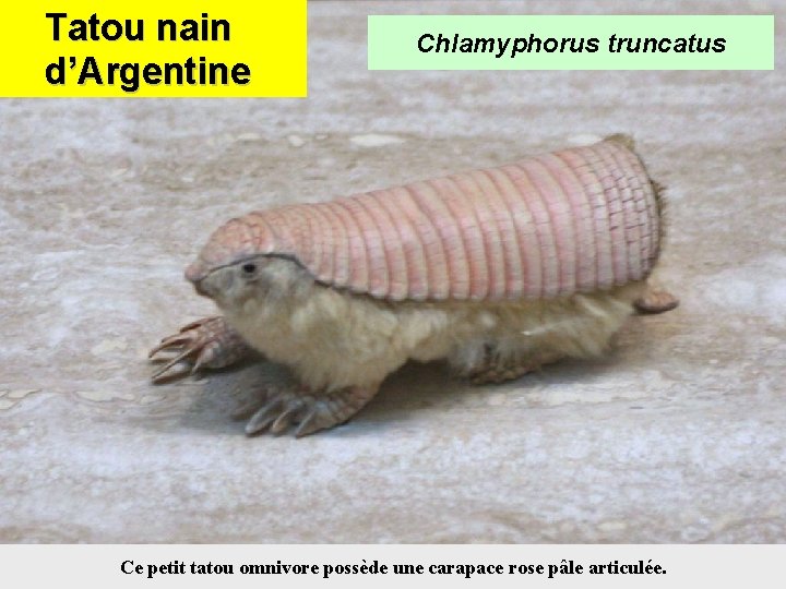 Tatou nain d’Argentine Chlamyphorus truncatus Ce petit tatou omnivore possède une carapace rose pâle