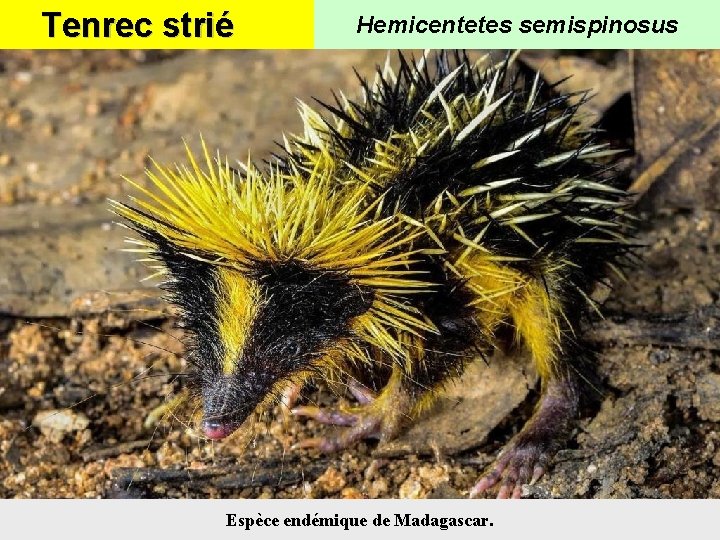 Tenrec strié Hemicentetes semispinosus Espèce endémique de Madagascar. 
