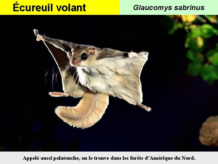 Écureuil volant Glaucomys sabrinus Appelé aussi polatouche, on le trouve dans les forêts d’Amérique