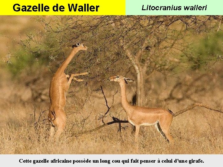 Gazelle de Waller Litocranius walleri Cette gazelle africaine possède un long cou qui fait